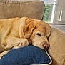 animal, architecture, building, canine, chair, couch, cushion, dog, furniture, goldenretriever, homedecor, indoors, labradorretriever, livingroom, person, pet, pillow, puppy, room, sleeping