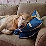 Haïda a rejoint le concours — aidez-le/la à gagner de superbes lots ! animal, blanket, canine, couch, cushion, dog, dogbed, furniture, homedecor, hound, labradorretriever, person, pet, pillow, puppy, sleeping
