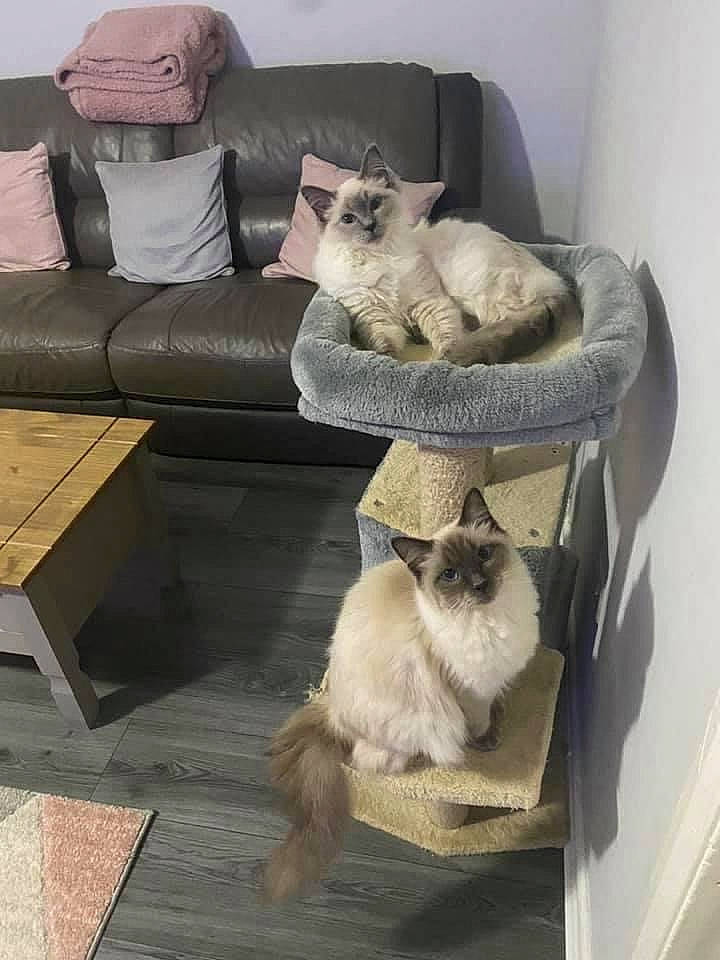 Blossom is registered to the contest to win money with this photo: carnivore, cat, comfort, companion_dog, couch, fawn, felidae, flooring, grey, hardwood, interior_design, living_room, mammal, siamese, small_to_medium_sized_cats, studio_couch, tail, vertebrate, whiskers, wood