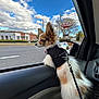 Papi is registered to the contest to win money with this photo: dog, car_interior, dog_harness, window, road, sky, clouds, side_mirror, urban, building, sign, tree, leash, pet, vehicle, road_markings, daytime, outdoor, animal, curious