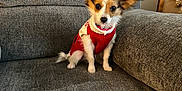 Papi is registered to the contest to win money with this photo: dog, small_dog, puppy, red_sweater, cute, ears, pet, indoor, couch, furniture, gray, living_room, domestic_animal, canine, sitting, looking, cozy, home, animal, cute_pet