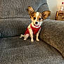 dog, small_dog, puppy, red_sweater, cute, ears, pet, indoor, couch, furniture, gray, living_room, domestic_animal, canine, sitting, looking, cozy, home, animal, cute_pet