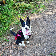 Vaïana a rejoint le concours — aidez-le/la à gagner de superbes lots ! dog, black_and_white, pink_harness, sitting, forest_path, greenery, leaves, nature, outdoor, happy, pet, animal, canine, ears_up, tongue_out, smiling, sunlight, ground, woodland, trail