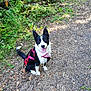 dog, black_and_white, pink_harness, sitting, forest_path, greenery, leaves, nature, outdoor, happy, pet, animal, canine, ears_up, tongue_out, smiling, sunlight, ground, woodland, trail