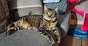 Rose is registered to the contest to win money with this photo: animal, blankets, cat, collar, couch, cozy, green_eyes, home, indoor, living_room, lounging, pet, pillows, playpen, portrait, relaxed, sitting, sofa, striped_fur, tabby_cat