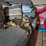 Rose is registered to the contest to win money with this photo: cat, tabby_cat, pet, animal, couch, sofa, pillows, blankets, living_room, indoor, portrait, lounging, sitting, striped_fur, green_eyes, collar, relaxed, home, playpen, cozy