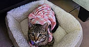 Rose joined the competition — help win amazing prizes! cat, tabby, pet, animal, pink_outfit, gingham, bow, pet_bed, plush_bed, indoors, floor, tile, furniture, portrait, closeup, sitting, lying_down, green_eyes, whiskers, fashionable