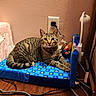Rose joined the competition — help win amazing prizes! cat, tabby, pet, animal, feline, portrait, indoors, playpen, blue_blanket, toy, collar, lying_down, alert, staring, whiskers, striped_fur, wall, electrical_outlet, wood_floor, cables