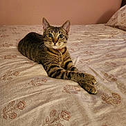 Rose joined the competition — help win amazing prizes! cat, tabby, pet, animal, bed, bedroom, indoors, portrait, lying_down, relaxed, stretched_paws, striped_fur, collar, bell, whiskers, upright_ears, green_eyes, floral_bedding, pillow, home