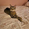 Rose joined the competition — help win amazing prizes! animal, bed, bedroom, bell, cat, collar, floral_bedding, green_eyes, home, indoors, lying_down, pet, pillow, portrait, relaxed, stretched_paws, striped_fur, tabby, upright_ears, whiskers
