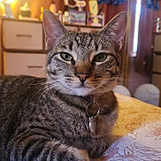 Rose joined the competition — help win amazing prizes! animal, bedroom, cat, close_up, collar, cozy, ears, front_facing, fur, furniture, green_eyes, indoor, pet, portrait, sitting, striped_fur, tabby, tag, warm_lighting, whiskers