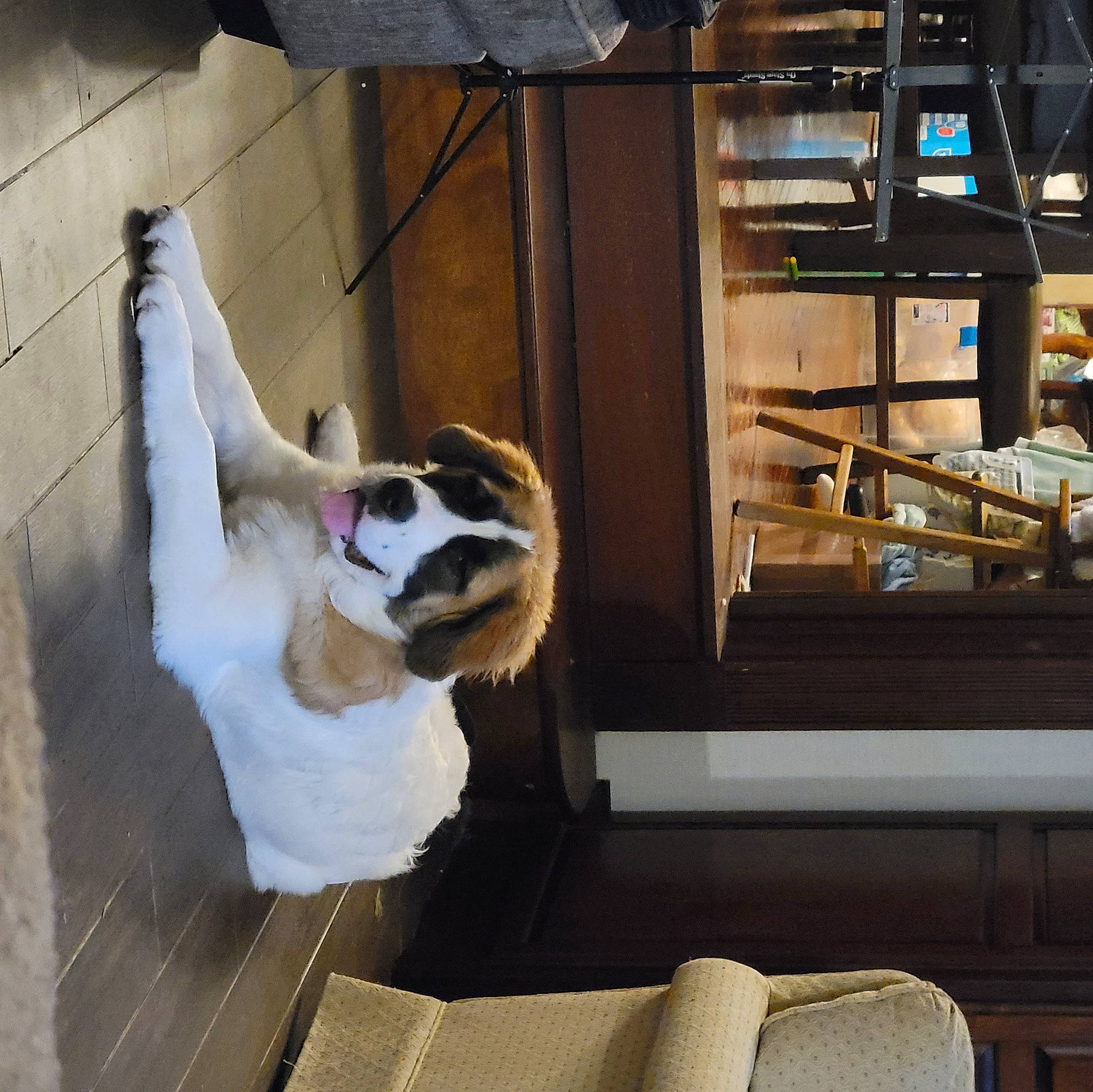 Gigi is registered to the contest to win money with this photo: carnivore, comfort, companion_dog, dog, dog_breed, door, felidae, floor, flooring, fur, hardwood, pet_supply, room, shelf, shelving, small_to_medium_sized_cats, tail, whiskers, wood, working_animal