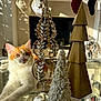 cat, orange_cat, white_cat, glass_table, holiday_decor, christmas_stockings, decorative_trees, sunlight, living_room, festive, relaxed, pet, feline, indoor, ornaments, reflection, cozy, home_decor, holiday, decorations