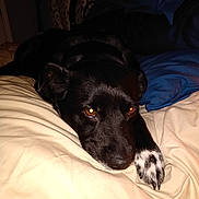 Tyson is registered to the contest to win money with this photo: bed, black_dog, blanket, canine, closeup, cozy, curtain, dog, domestic_animal, fur, furniture, indoor, lying_down, paw, pet, portrait, resting, sleepy, warm_eyes, white_paw