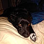 bed, black_dog, blanket, canine, closeup, cozy, curtain, dog, domestic_animal, fur, furniture, indoor, lying_down, paw, pet, portrait, resting, sleepy, warm_eyes, white_paw