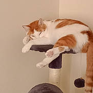 Soda Pop is registered to the contest to win money with this photo: animal, cat, cat_tree, cozy, cute, domestic_animal, feline, fur, household, indoor, mammal, orange_cat, paw, pet, relaxed, resting, sleeping, tail, whiskers, white_cat