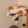 animal, cat, cat_tree, cozy, cute, domestic_animal, feline, fur, household, indoor, mammal, orange_cat, paw, pet, relaxed, resting, sleeping, tail, whiskers, white_cat