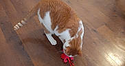 Soda Pop is registered to the contest to win money with this photo: cat, orange_cat, white_cat, pet, animal, indoor, wooden_floor, toy, play, curious, feline, flooring, domestic_cat, brown_floor, striped_tail, four_legs, whiskers, head_down, small_object, home