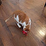 cat, orange_cat, white_cat, pet, animal, indoor, wooden_floor, toy, play, curious, feline, flooring, domestic_cat, brown_floor, striped_tail, four_legs, whiskers, head_down, small_object, home