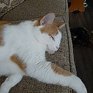 Soda Pop joined the competition — help win amazing prizes! cat, sleeping, couch, orange_and_white, fur, pet, indoor, relaxed, feline, home, resting, cozy, animal, mammal, paw, ear, texture, furniture, wood, floor