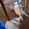 animal, brown, carpet, cat, chair, collar, cozy, domestic, feline, floor, fur, home, indoor, legs, pet, relaxed, resting, sunlight, toy, white