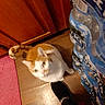 cat, orange_and_white, floor, kitchen, foot, black_shoe, bottled_water, plastic_packaging, wooden_cabinet, pink_rug, indoor, pet, curious, looking_up, domestic_animal, feline, tail, whiskers, human_leg, blurred