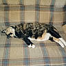 Boots joined the competition — help win amazing prizes! animal, calico_cat, cat, couch, cozy, domestic_cat, fur, furniture, home, indoor, mammal, pattern, paws, pet, plaid, relaxation, resting, sleeping, striped, whiskers
