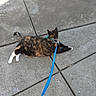Boots is registered to the contest to win money with this photo: cat, tortoiseshell, leash, collar, sidewalk, concrete, outdoor, pet, animal, pavement, relaxed, stretching, white_paws, blue_leash, urban, daylight, domestic_cat, feline, ground, casual