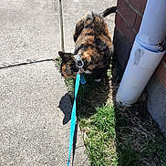 Boots joined the competition — help win amazing prizes! calico_cat, cat, leash, collar, sidewalk, grass, shadow, brick_wall, downspout, outdoor, sunny, pet, animal, walking, curious, nature, concrete, daylight, exploring, ground