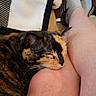 Boots joined the competition — help win amazing prizes! animal, blanket, cat, closeup, comfort, couch, cozy, fur, home, indoor, knee, legs, nap, person, pet, relaxation, resting, sleeping, socks, tortoiseshell_cat