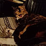 Boots is registered to the contest to win money with this photo: cat, calico, feline, pet, animal, yawning, resting, indoor, blanket, pattern, furniture, chair, leather, cozy, fur, paw, sleepy, closeup, domestic, relaxing