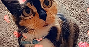 Boots is registered to the contest to win money with this photo: adorable, animal, calico, carpet, cat, close_up, collar, cute, digital_effect, ears, eyes, feline, heart_filter, indoor, looking_up, love, pet, pink_hearts, red_hearts, whiskers