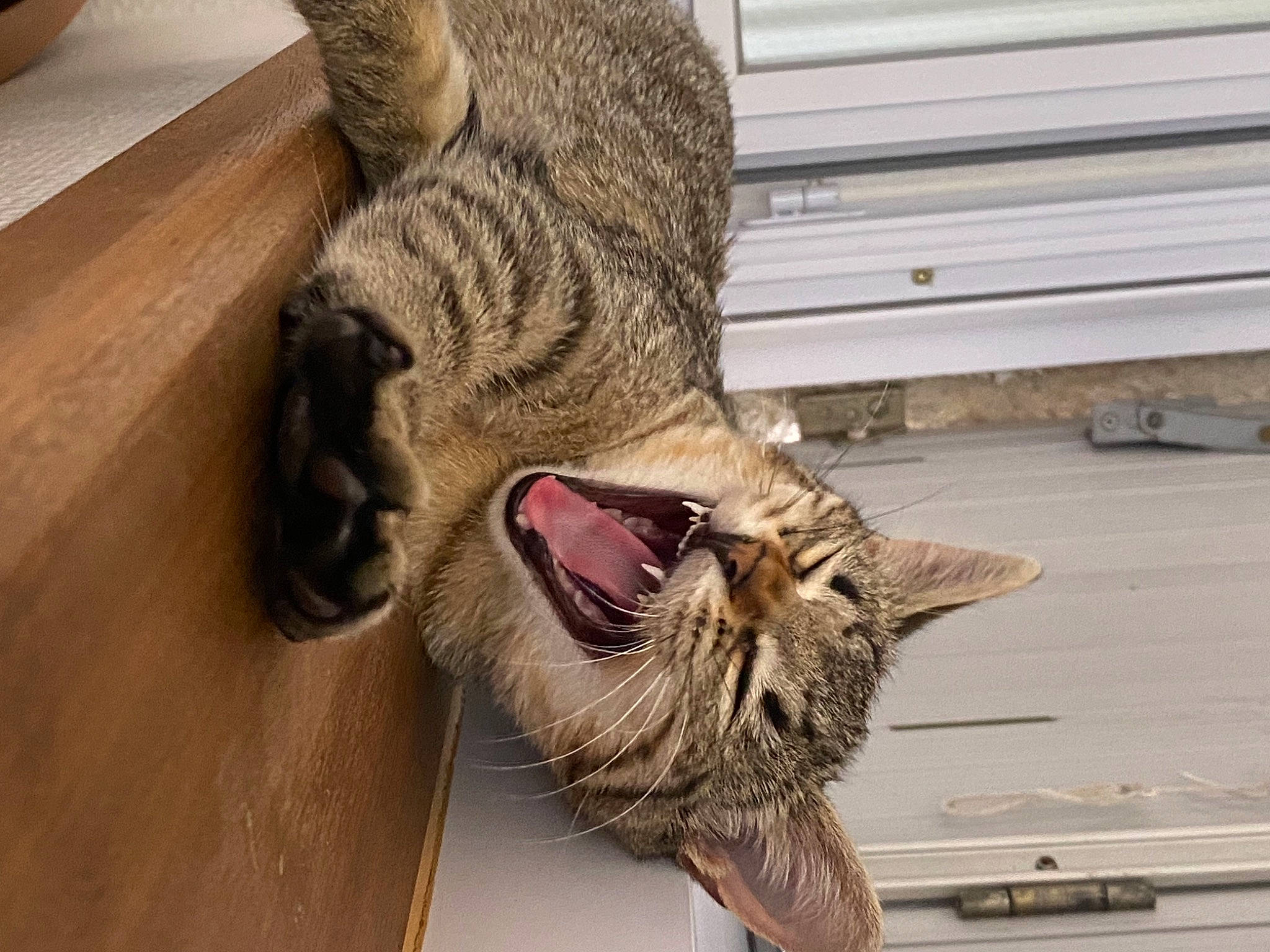 Mew a rejoint le concours — aidez-le/la à gagner de superbes lots ! canidae, carnivore, cat, claw, collar, dog_breed, domestic_short_haired_cat, fawn, felidae, flooring, fur, paw, small_to_medium_sized_cats, snout, sporting_group, tail, terrestrial_animal, whiskers, wildlife, wood