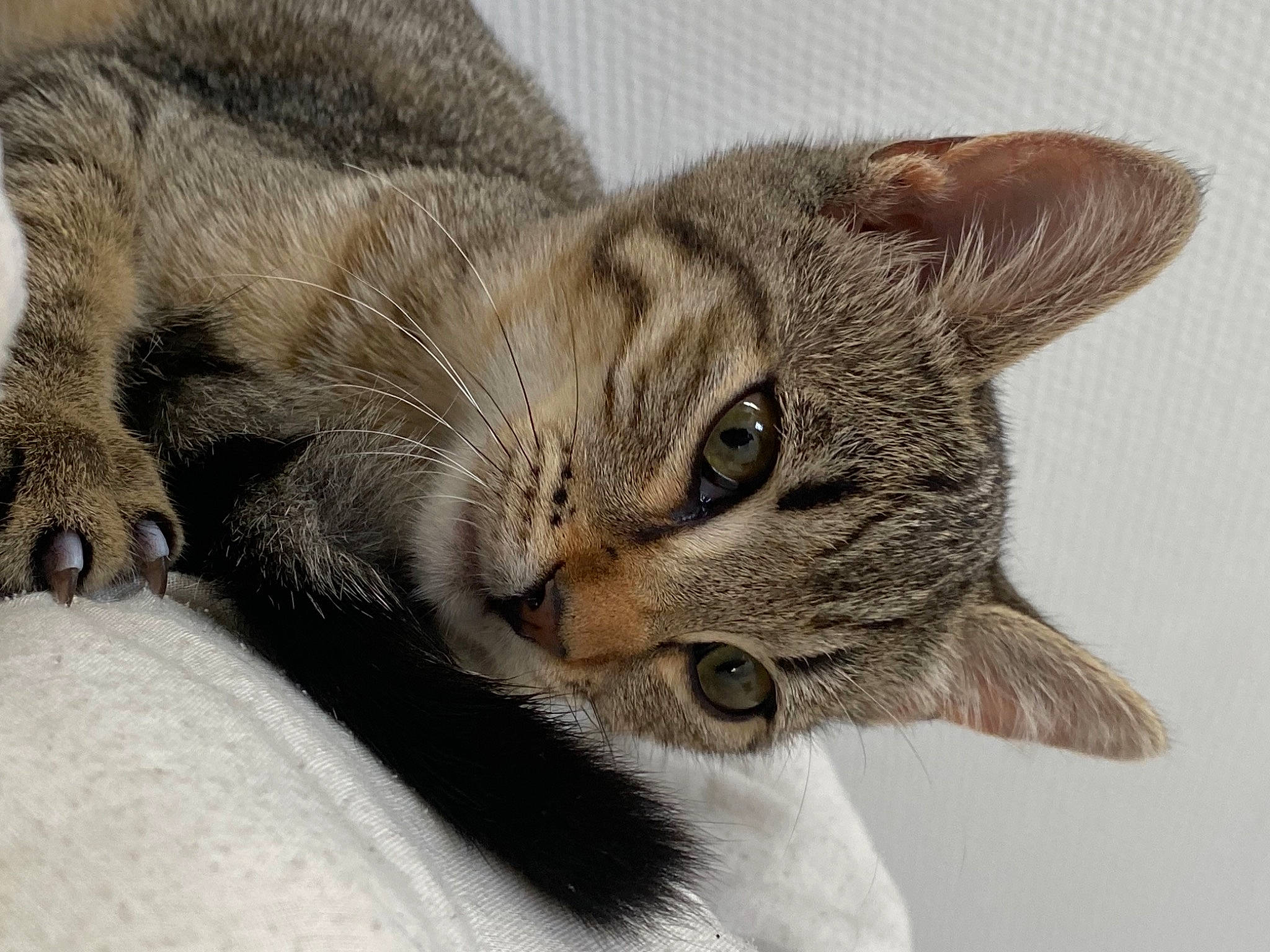 Mew a rejoint le concours — aidez-le/la à gagner de superbes lots ! art, carnivore, cat, claw, close_up, domestic_short_haired_cat, ear, felidae, fur, grey, paw, small_to_medium_sized_cats, snout, tail, terrestrial_animal, whiskers