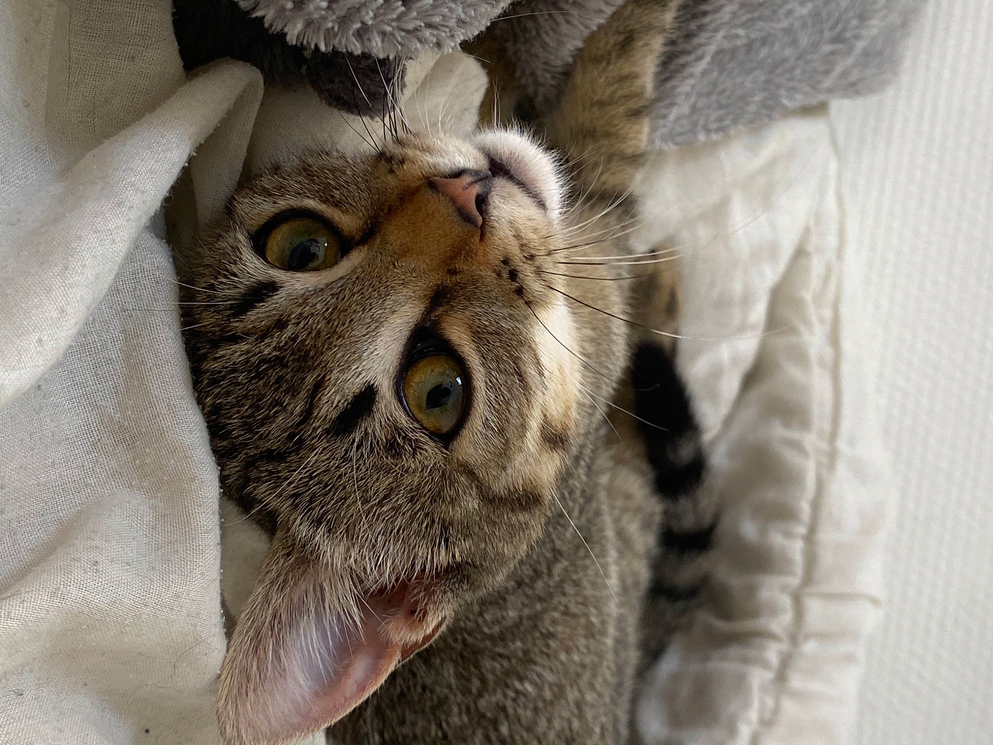 Mew a rejoint le concours — aidez-le/la à gagner de superbes lots ! carnivore, cat, claw, comfort, domestic_short_haired_cat, ear, eye, fawn, felidae, fur, paw, plant, small_to_medium_sized_cats, snout, terrestrial_animal, whiskers, wildlife, wrinkle