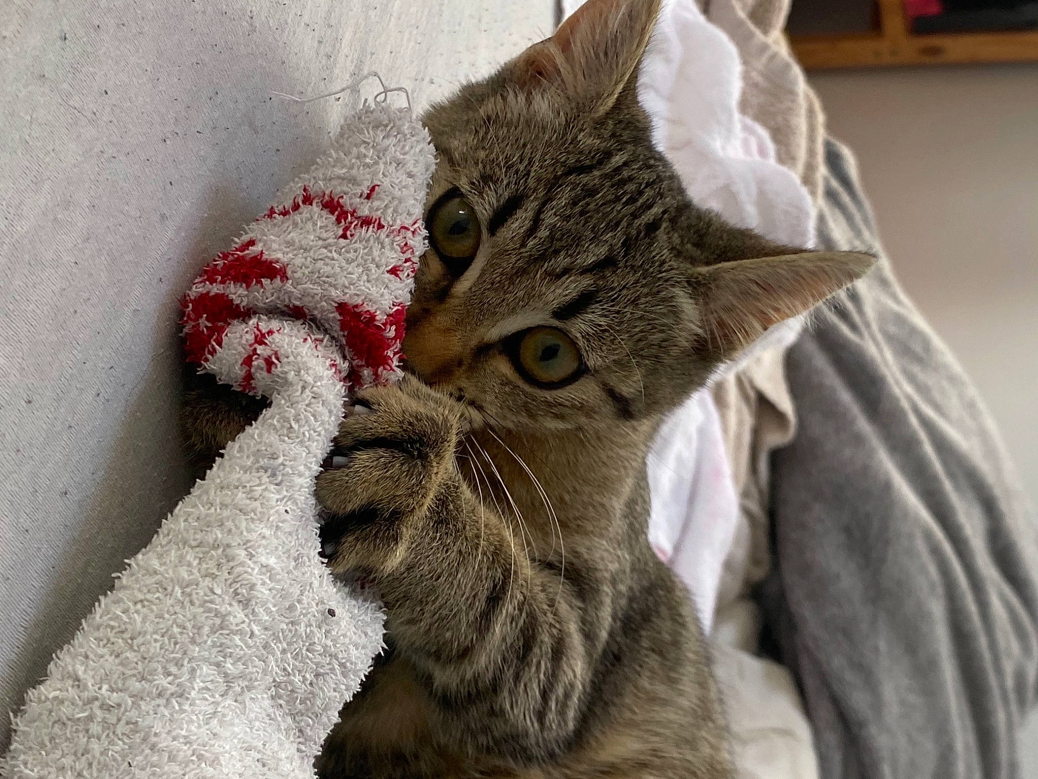 Mew participe au concours pour gagner de l'argent avec cette photo : carnivore, cat, claw, comfort, domestic_short_haired_cat, ear, fawn, felidae, fur, grey, linens, paw, small_to_medium_sized_cats, snout, tail, textile, tree, whiskers, window, wool