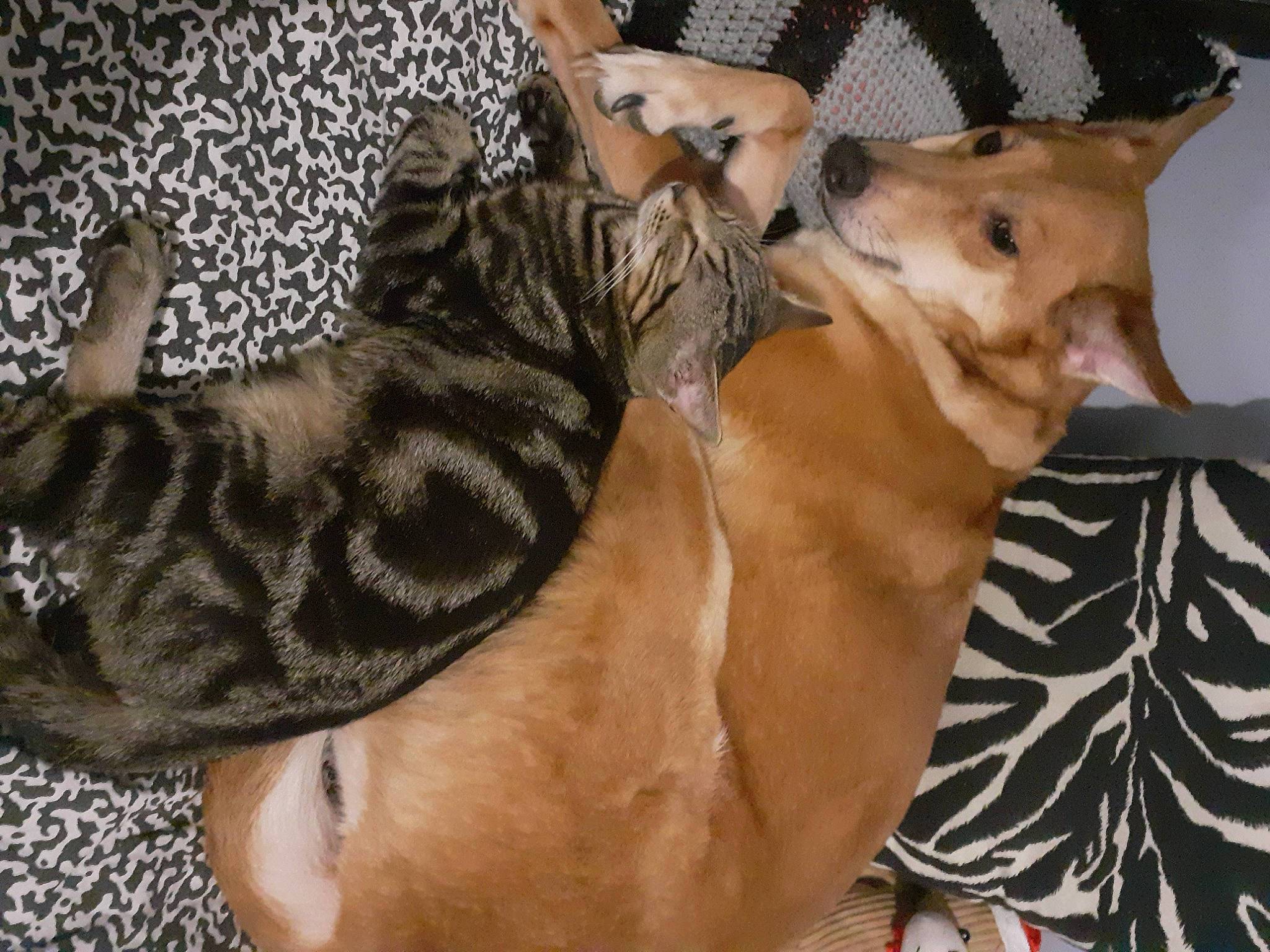 Adi a rejoint le concours — aidez-le/la à gagner de superbes lots ! carnivore, collar, comfort, companion_dog, dog, dog_breed, ear, fawn, felidae, fur, jaw, mammal, paw, sighthound, small_to_medium_sized_cats, snout, tail, vertebrate, whiskers, working_animal