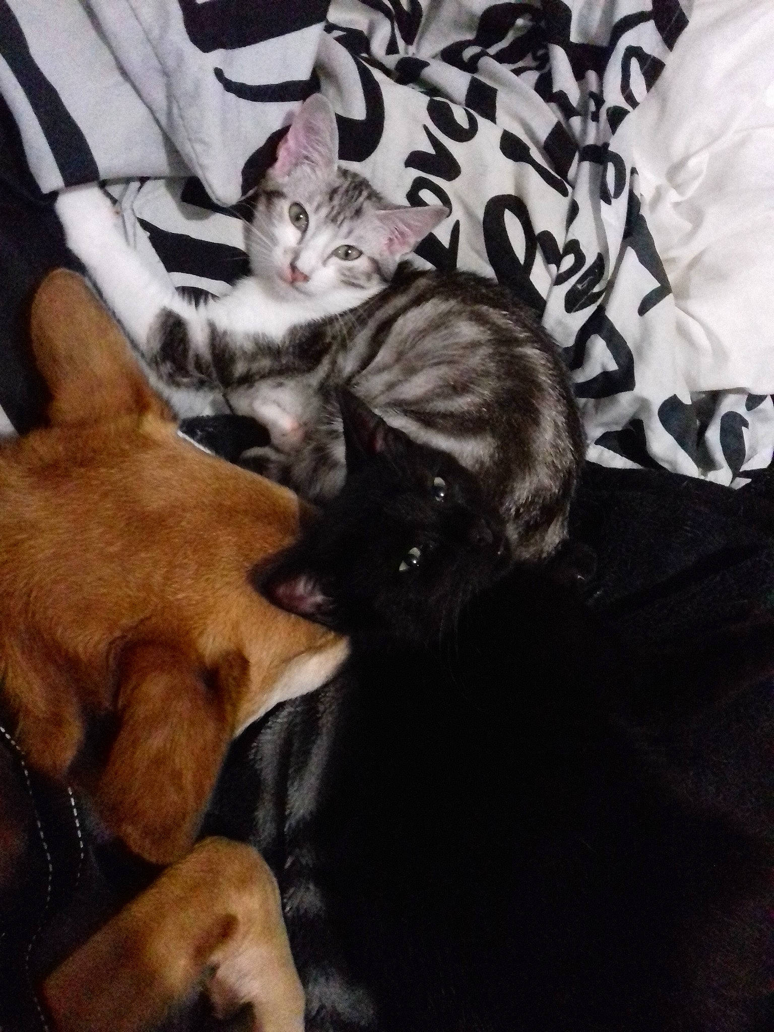 Adi a rejoint le concours — aidez-le/la à gagner de superbes lots ! asian, canidae, carnivore, cat, devon_rex, ear, fawn, felidae, fur, german_rex, kitten, mammal, nap, paw, small_to_medium_sized_cats, whiskers