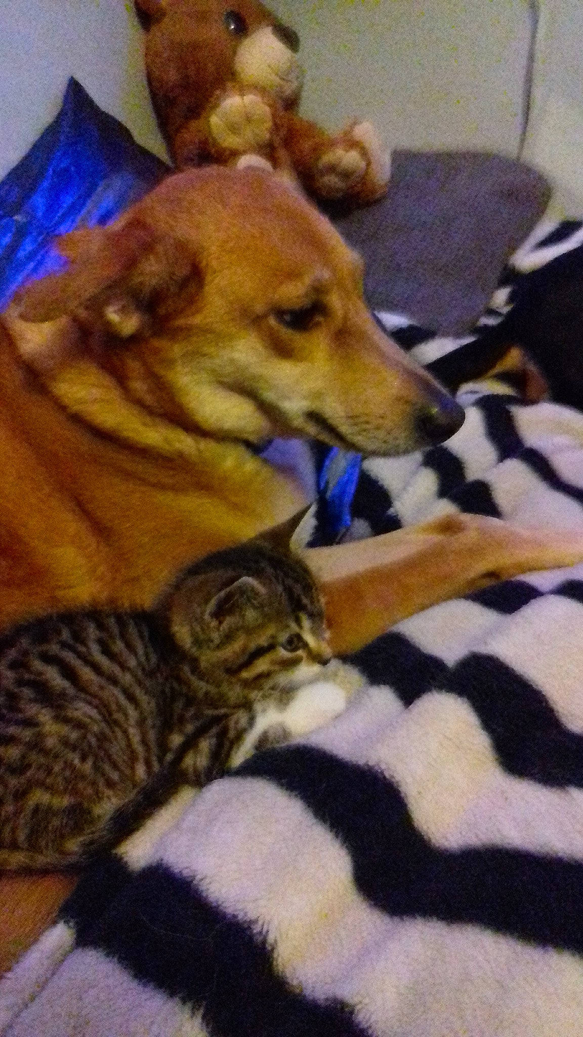 Adi a rejoint le concours — aidez-le/la à gagner de superbes lots ! bengal, carnivoran, cat, cat_like_mammal, dog_breed, dog_breed_group, kitten, small_to_medium_sized_cats, snout, tabby_cat, tail, whiskers