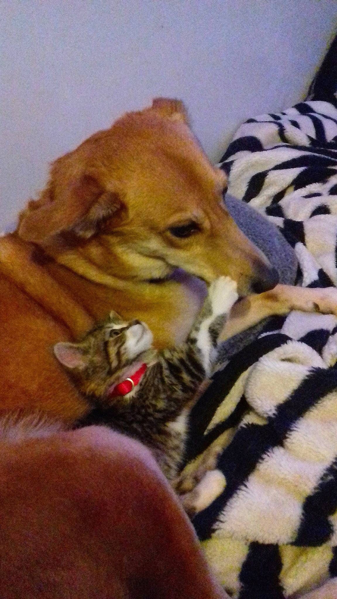 Adi a rejoint le concours — aidez-le/la à gagner de superbes lots ! carnivoran, cat, cat_like_mammal, dog, dog_breed, dog_breed_group, dog_like_mammal, kitten, puppy, small_to_medium_sized_cats, snout, tail, whiskers