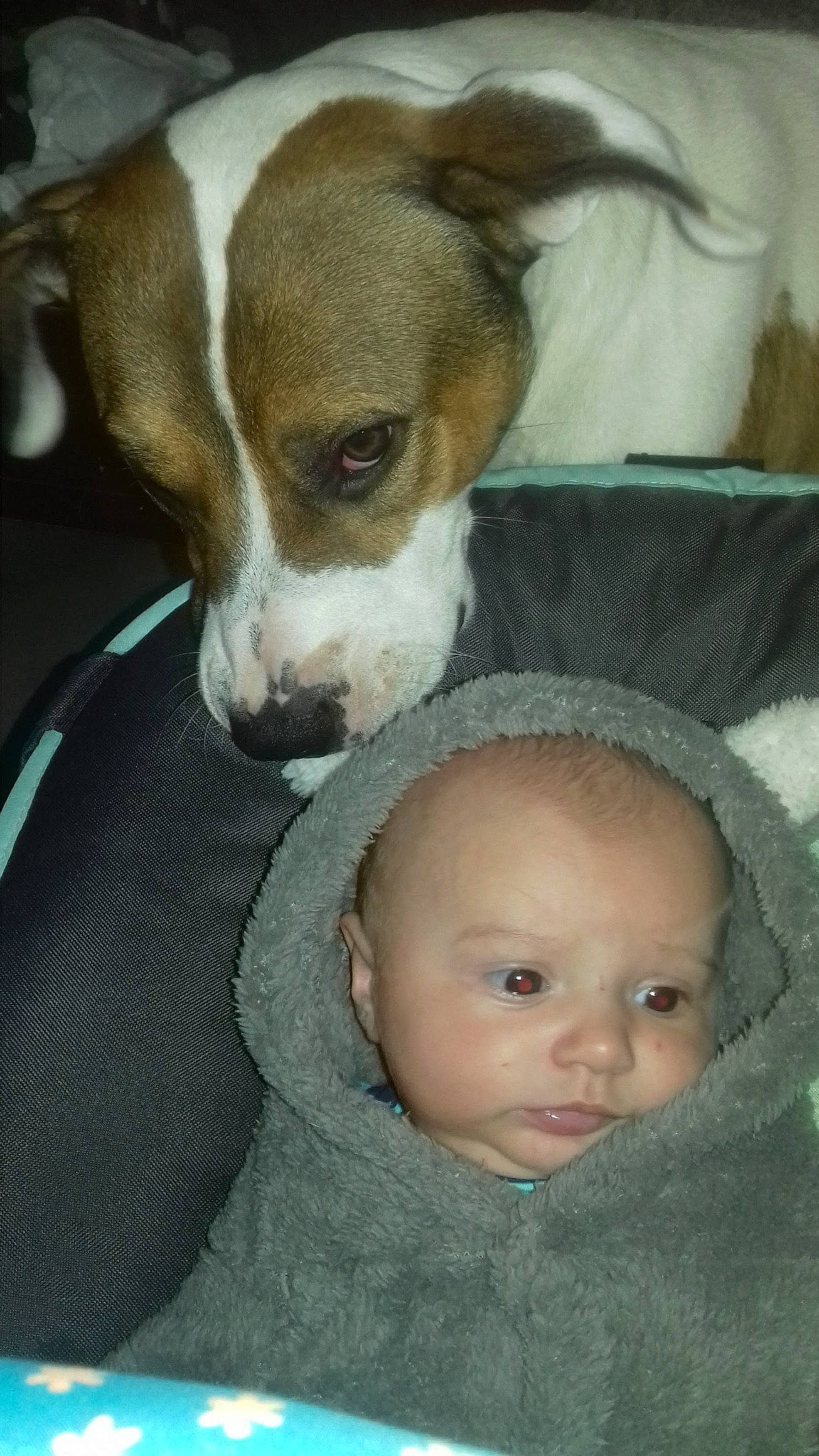 Maelan a rejoint le concours — aidez-le/la à gagner de superbes lots ! baby, baby_toddler_clothing, canidae, carnivore, cheek, child, comfort, companion_dog, dog, dog_breed, eyelash, fawn, fur, irishjacks, person, snout, sporting_group, toddler