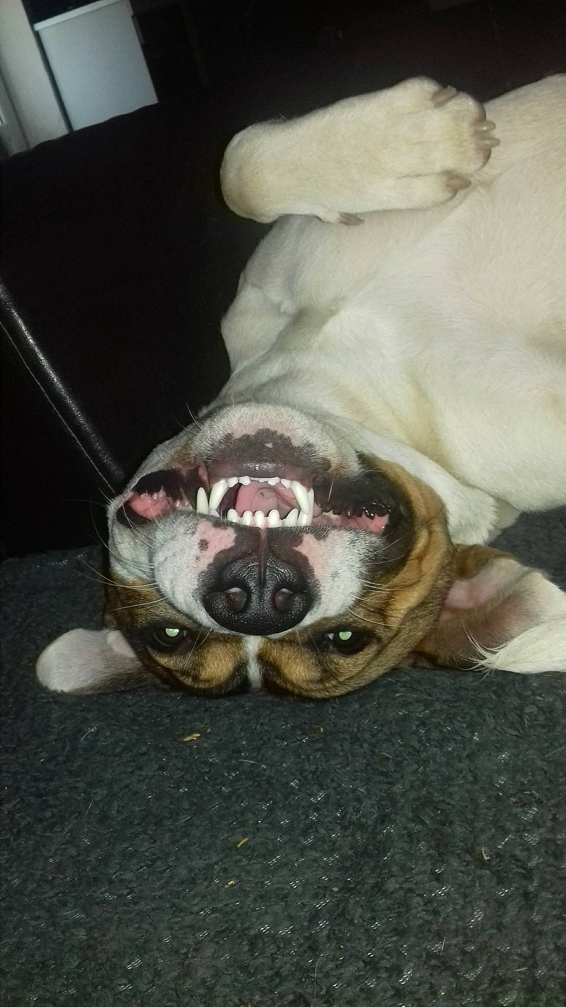 Niro participe au concours pour gagner de l'argent avec cette photo : canidae, carnivore, collar, companion_dog, dog, dog_breed, dog_collar, fang, fawn, fur, jaw, paw, pet_supply, snout, sporting_group, tail, terrestrial_animal, whiskers, working_animal, yawn