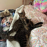 Toby And Tuna joined the competition — help win amazing prizes! animal, bed, blanket, cat, colorful, cozy, cute, domestic_animal, fur, furniture, indoor, patterned_textile, pet, pillow, quilt, relaxing, resting, sleeping_area, stuffed_toy, tabby_cat