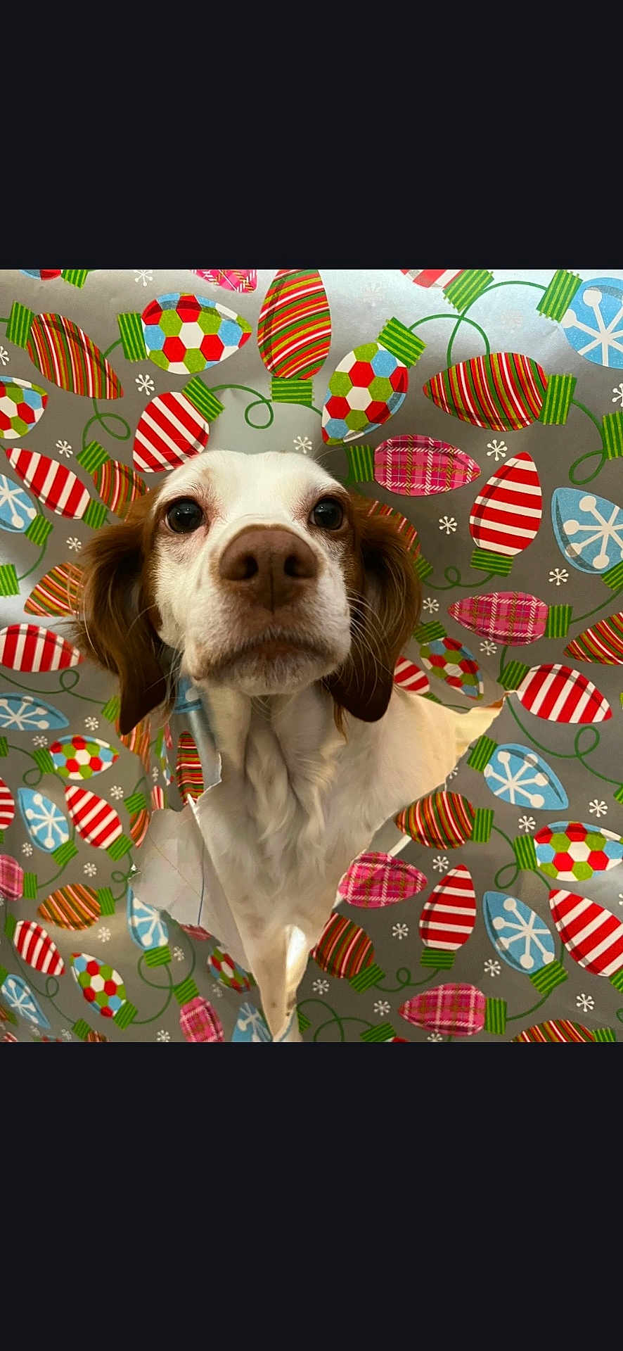 Jade joined the competition — help win amazing prizes! dog, pet, animal, curious, wrapping_paper, christmas, holiday, tear, hole, colorful, closeup, face, brown_and_white, fur, nose, ears, indoor, playful, cute, portrait