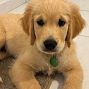 Arrow participe au concours pour gagner de l'argent avec cette photo : golden_retriever, puppy, dog, pet, animal, cute, fluffy, collar, green_tag, carpet, tile_floor, indoor, young_dog, laying_down, fur, ears, nose, front_paws, close_up, looking_at_camera
