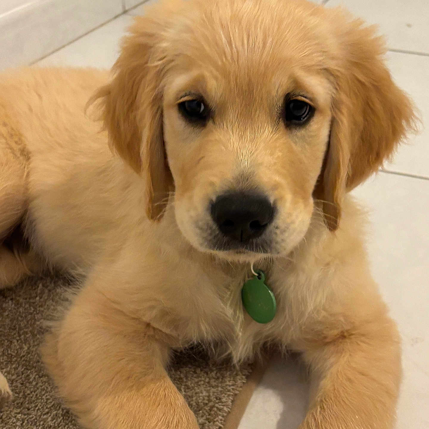 Arrow participe au concours pour gagner de l'argent avec cette photo : animal, carpet, close_up, collar, cute, dog, ears, fluffy, front_paws, fur, golden_retriever, green_tag, indoor, laying_down, looking_at_camera, nose, pet, puppy, tile_floor, young_dog