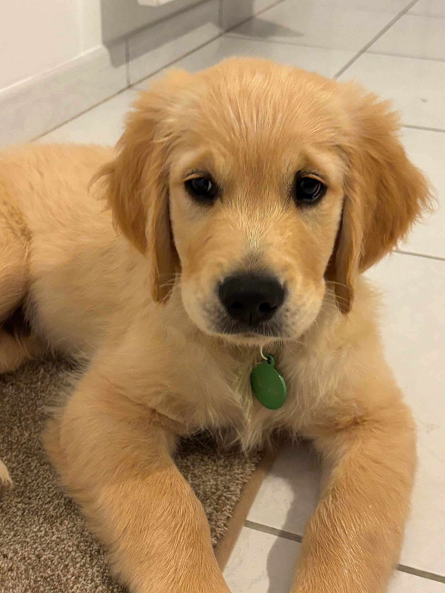 Arrow participe au concours pour gagner de l'argent avec cette photo : golden_retriever, puppy, dog, pet, animal, cute, fluffy, collar, green_tag, carpet, tile_floor, indoor, young_dog, laying_down, fur, ears, nose, front_paws, close_up, looking_at_camera
