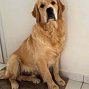 Arrow participe au concours pour gagner de l'argent avec cette photo : animal, brown, calm, canine, companion, cute, dog, domestic, friendly, fur, golden_retriever, indoor, looking, mammal, mat, pet, portrait, sitting, tile_floor, white_wall