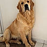 animal, brown, calm, canine, companion, cute, dog, domestic, friendly, fur, golden_retriever, indoor, looking, mammal, mat, pet, portrait, sitting, tile_floor, white_wall