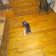 Fiano Wynonna joined the competition — help win amazing prizes! animal, blur, cabinet, clutter, collar, dog, domestic, dresser, floor, furniture, house, indoor, motion_blur, pet, puppy, room, running, small_dog, wood, wooden_floor